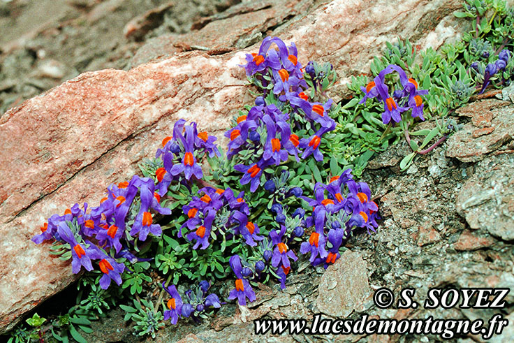 Photo n19990701NHD_art
Linaire alpine (Linaria alpina)
Clich Serge SOYEZ
Copyright Reproduction interdite sans autorisation