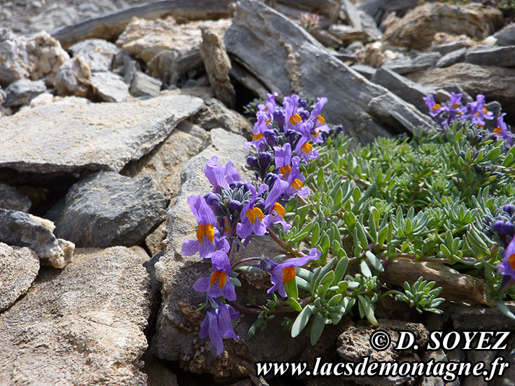 Photo n201407007
Linaire alpine (Linaria alpina)
Clich Dominique SOYEZ
Copyright Reproduction interdite sans autorisation