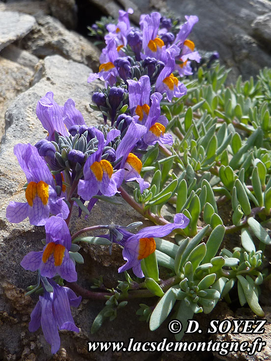 Photo n201407008
Linaire alpine (Linaria alpina)
Clich Dominique SOYEZ
Copyright Reproduction interdite sans autorisation