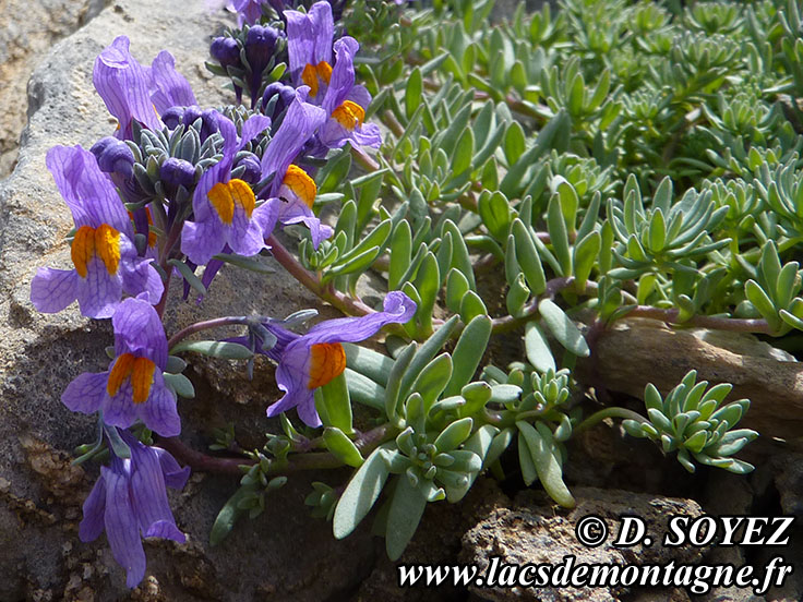 Photo n201407009
Linaire alpine (Linaria alpina)
Clich Dominique SOYEZ
Copyright Reproduction interdite sans autorisation