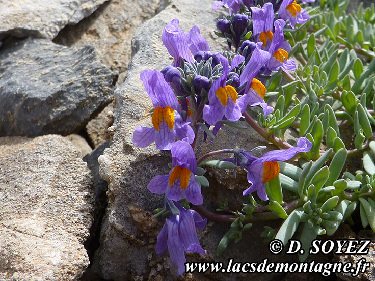 Photo n201407010
Linaire alpine (Linaria alpina)
Clich Dominique SOYEZ
Copyright Reproduction interdite sans autorisation