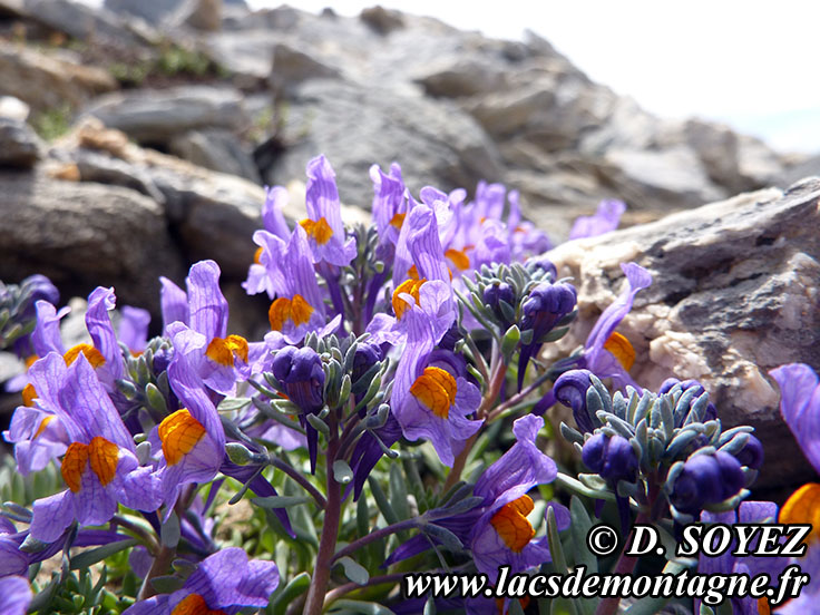 Photo n201407011
Linaire alpine (Linaria alpina)
Clich Dominique SOYEZ
Copyright Reproduction interdite sans autorisation