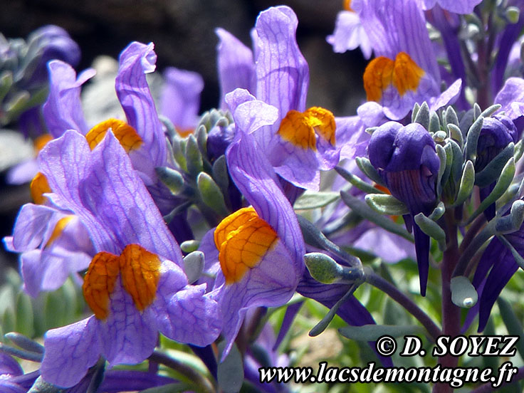 Photo n201407012
Linaire alpine (Linaria alpina)
Clich Dominique SOYEZ
Copyright Reproduction interdite sans autorisation