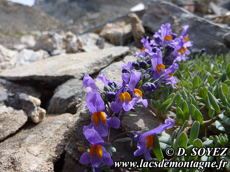 Photo n201407013
Linaire alpine (Linaria alpina)
Clich Dominique SOYEZ
Copyright Reproduction interdite sans autorisation