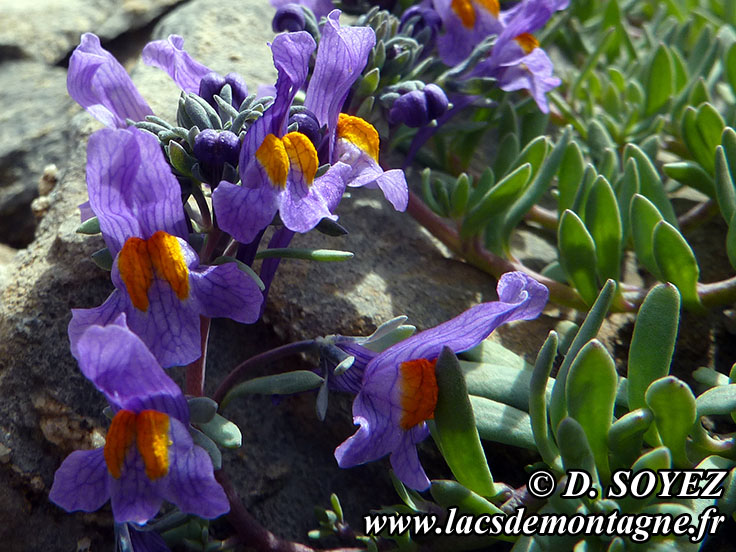 Photo n201407014
Linaire alpine (Linaria alpina)
Clich Dominique SOYEZ
Copyright Reproduction interdite sans autorisation