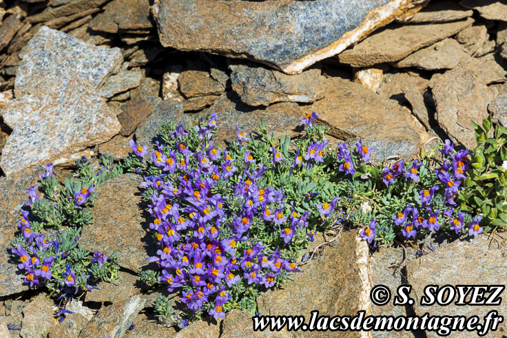 Photo n202207004
Linaire alpine (Linaria alpina)
Clich Serge SOYEZ
Copyright Reproduction interdite sans autorisation