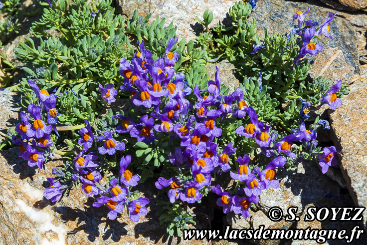 Photo n202207005
Linaire alpine (Linaria alpina)
Clich Serge SOYEZ
Copyright Reproduction interdite sans autorisation