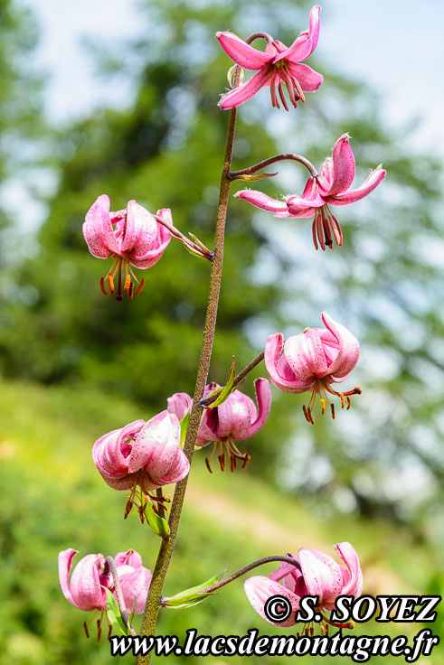 Photo n202007037
Lis martagon (Lilium martagon)
Clich Serge SOYEZ
Copyright Reproduction interdite sans autorisation