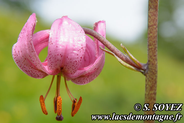 Photo n202007038
Lis martagon (Lilium martagon)
Clich Serge SOYEZ
Copyright Reproduction interdite sans autorisation