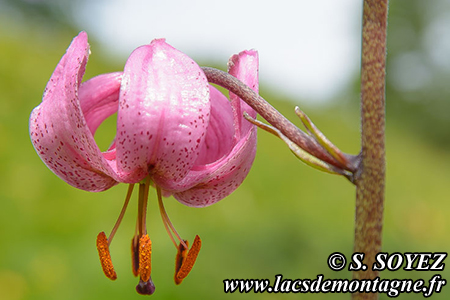 Lis martagon (Lilium martagon)
Clich Serge SOYEZ
Copyright Reproduction interdite sans autorisation