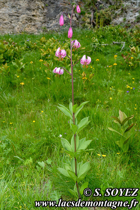 Photo n202007039
Lis martagon (Lilium martagon)
Clich Serge SOYEZ
Copyright Reproduction interdite sans autorisation