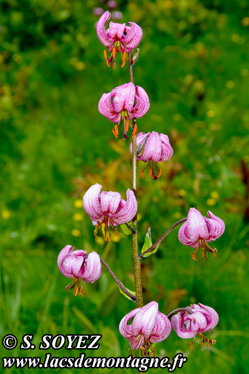 Photo n202007040
Lis martagon (Lilium martagon)
Clich Serge SOYEZ
Copyright Reproduction interdite sans autorisation