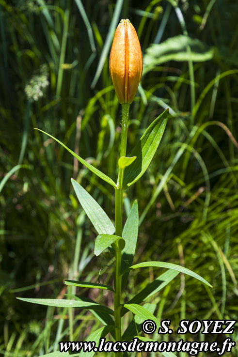 Photo n202406012
Lis orang (Lilium bulbiferum)
Clich Serge SOYEZ
Copyright Reproduction interdite sans autorisation