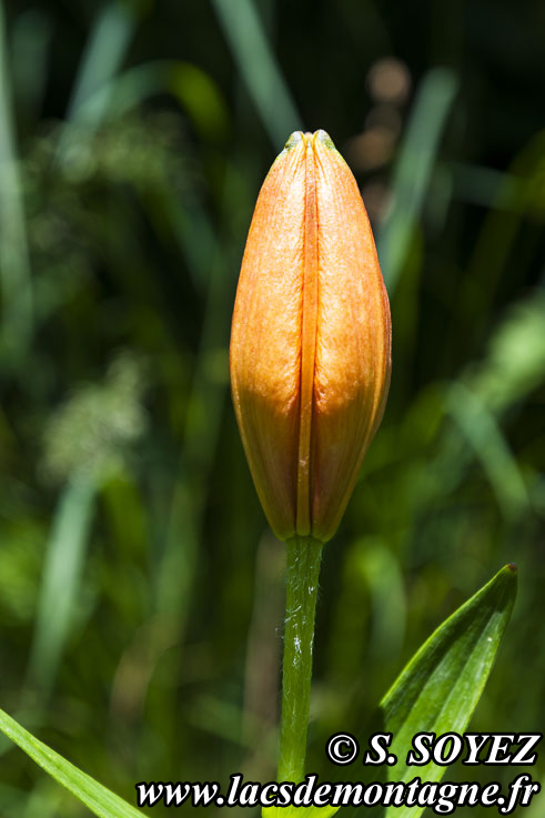 Photo n202406013
Lis orang (Lilium bulbiferum)
Clich Serge SOYEZ
Copyright Reproduction interdite sans autorisation