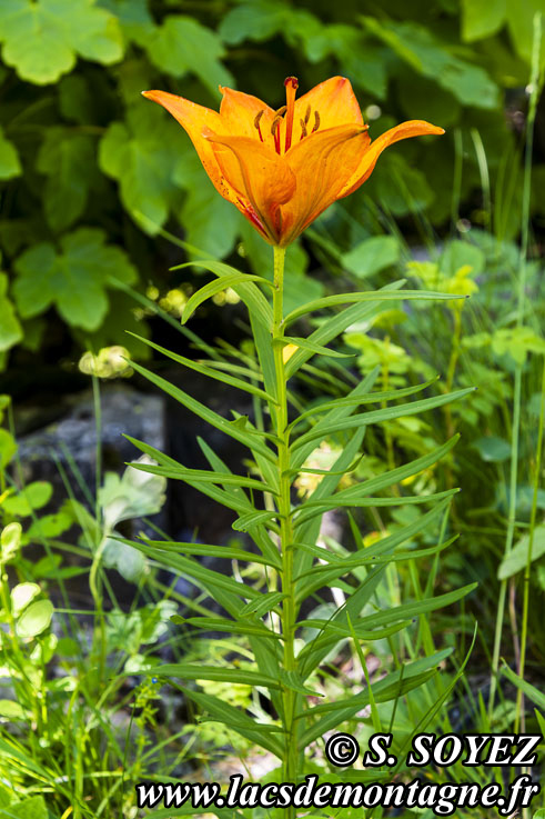 Lis orang (Lilium bulbiferum)
Clich Serge SOYEZ
Copyright Reproduction interdite sans autorisation