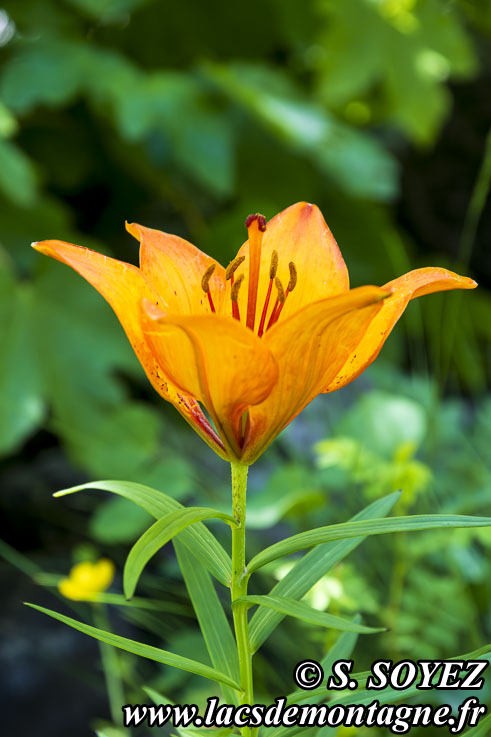 Photo n202406015
Lis orang (Lilium bulbiferum)
Clich Serge SOYEZ
Copyright Reproduction interdite sans autorisation