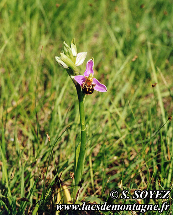 Photo n°19990501
Ophrys bourdon (Ophrys fuciflora)
Cliché Serge SOYEZ
Copyright Reproduction interdite sans autorisation
