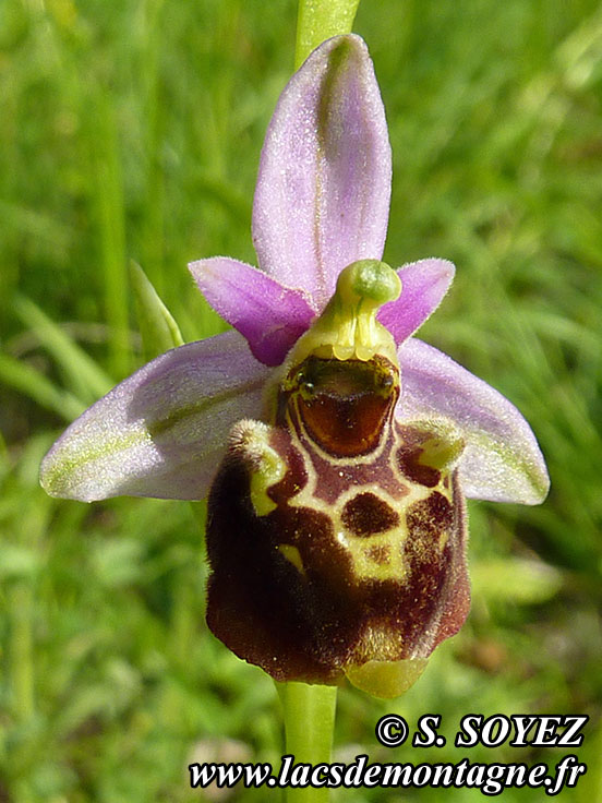 Photo nP1020165
			Ophrys bourdon (Ophrys fuciflora)
Clich Serge SOYEZ
Copyright Reproduction interdite sans autorisation