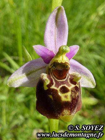 Ophrys bourdon (Ophrys fuciflora)
Clich Serge SOYEZ
Copyright Reproduction interdite sans autorisation