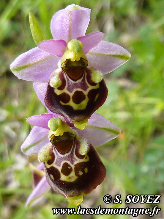 Photo nP1020198
Ophrys bourdon (Ophrys fuciflora)
Clich Serge SOYEZ
Copyright Reproduction interdite sans autorisation