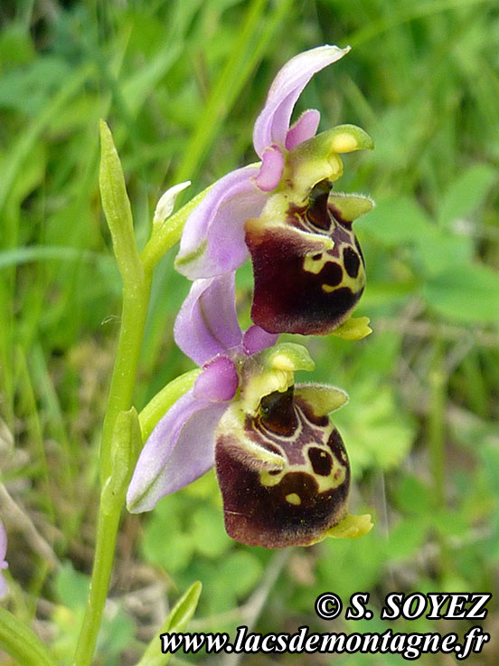 Photo nP1020207
Ophrys bourdon (Ophrys fuciflora)
Clich Serge SOYEZ
Copyright Reproduction interdite sans autorisation