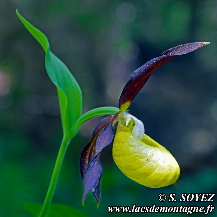 Photo n201506001
Sabot de Vnus (Cypripedium calceolus)
Clich Serge SOYEZ
Copyright Reproduction interdite sans autorisation