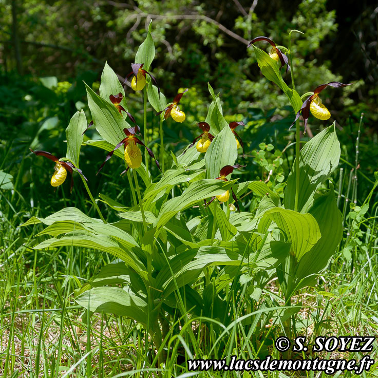 Photo n201506002
Sabot de Vnus (Cypripedium calceolus)
Clich Serge SOYEZ
Copyright Reproduction interdite sans autorisation