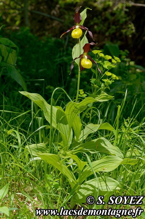 Photo n201506003
Sabot de Vnus (Cypripedium calceolus)
Clich Serge SOYEZ
Copyright Reproduction interdite sans autorisation