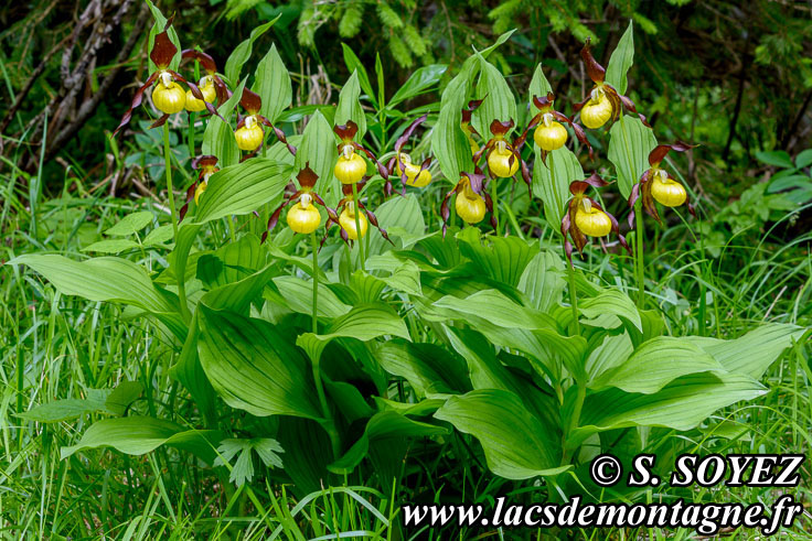 Photo n201806001
Sabot de Vnus (Cypripedium calceolus)
Clich Serge SOYEZ
Copyright Reproduction interdite sans autorisation