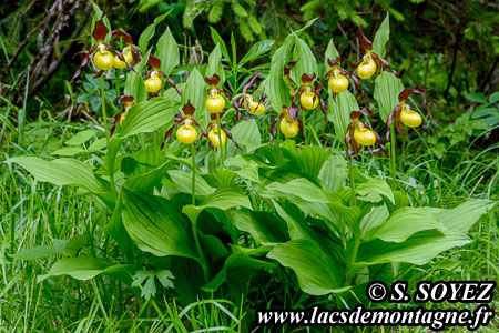 Sabot de Vnus (Cypripedium calceolus)
Clich Serge SOYEZ
Copyright Reproduction interdite sans autorisation