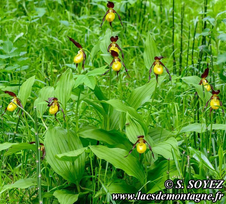 Photo n201806002
Sabot de Vnus (Cypripedium calceolus)
Clich Serge SOYEZ
Copyright Reproduction interdite sans autorisation