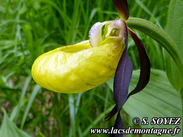 Photo nP1020573
Sabot de Vnus (Cypripedium calceolus)
Clich Serge SOYEZ
Copyright Reproduction interdite sans autorisation