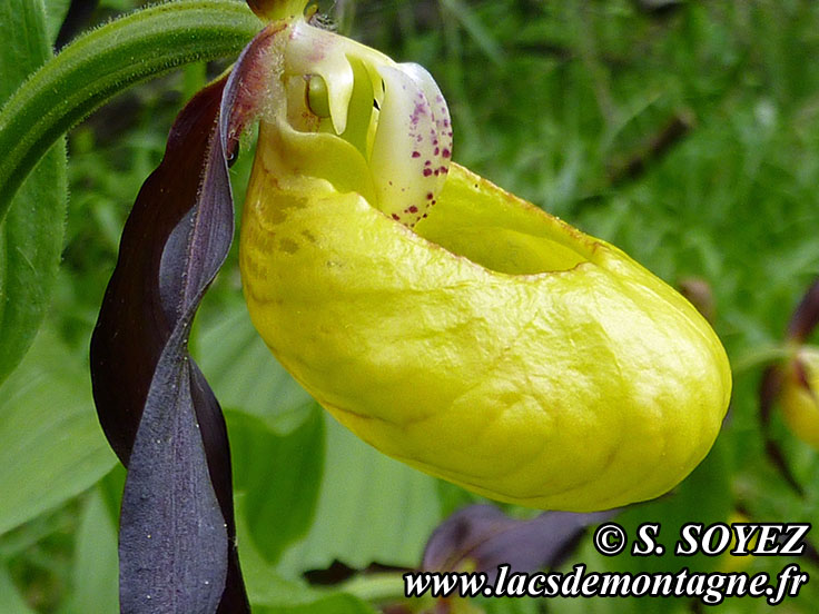 Photo nP1020575
Sabot de Vnus (Cypripedium calceolus)
Clich Serge SOYEZ
Copyright Reproduction interdite sans autorisation