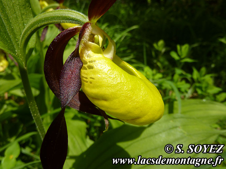 Photo nP1020578
Sabot de Vnus (Cypripedium calceolus)
Clich Serge SOYEZ
Copyright Reproduction interdite sans autorisation