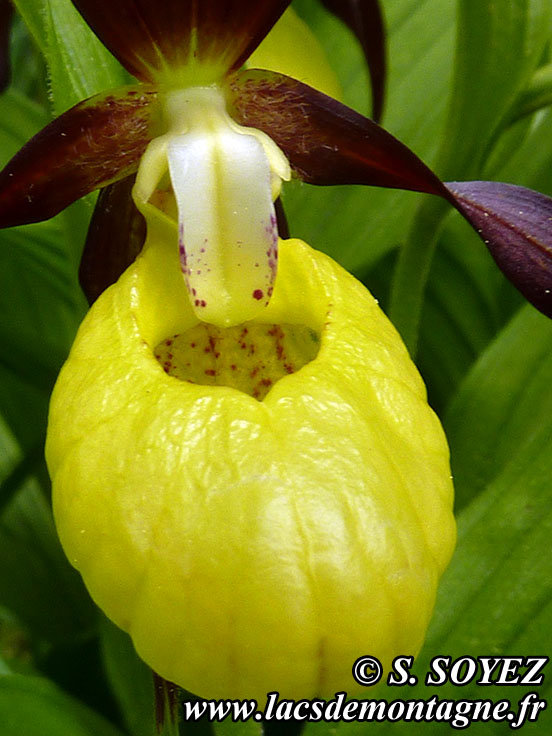 Photo nP1020588
Sabot de Vnus (Cypripedium calceolus)
Clich Serge SOYEZ
Copyright Reproduction interdite sans autorisation