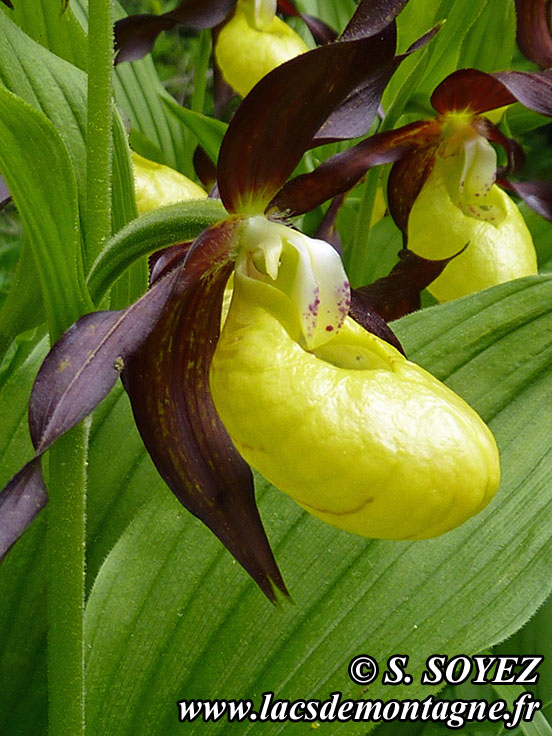 Photo nP1020592
Sabot de Vnus (Cypripedium calceolus)
Clich Serge SOYEZ
Copyright Reproduction interdite sans autorisation