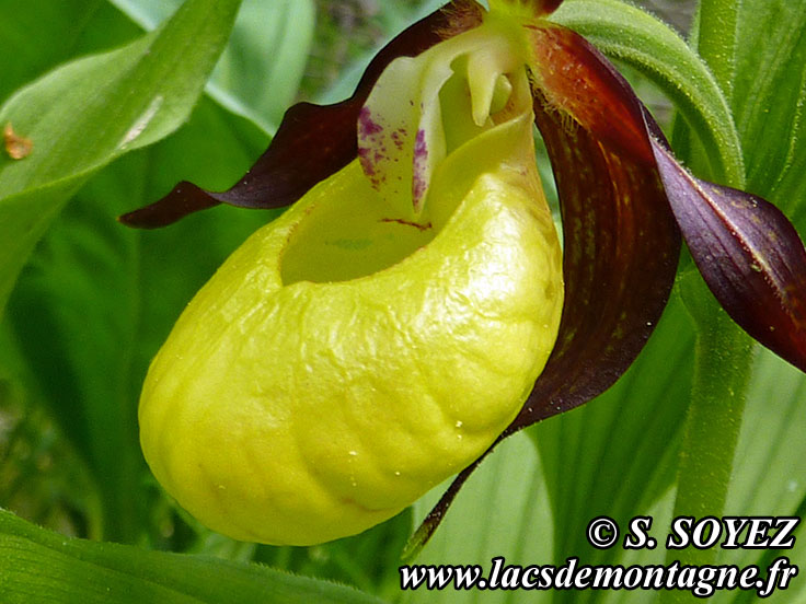 Photo nP1020593
Sabot de Vnus (Cypripedium calceolus)
Clich Serge SOYEZ
Copyright Reproduction interdite sans autorisation