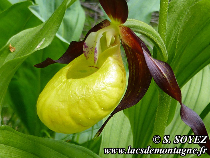 Photo nP1020595
Sabot de Vnus (Cypripedium calceolus)
Clich Serge SOYEZ
Copyright Reproduction interdite sans autorisation