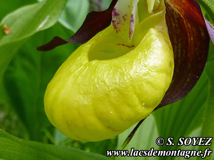 Photo nP1020596
Sabot de Vnus (Cypripedium calceolus)
Clich Serge SOYEZ
Copyright Reproduction interdite sans autorisation