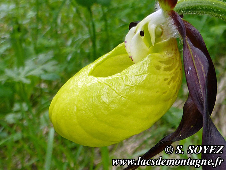 Photo nP1020605
Sabot de Vnus (Cypripedium calceolus)
Clich Serge SOYEZ
Copyright Reproduction interdite sans autorisation