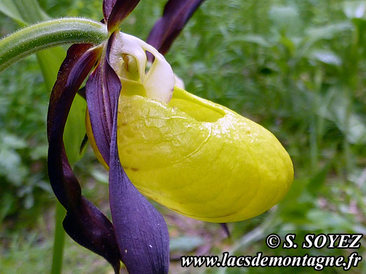 Photo nP1020615
Sabot de Vnus (Cypripedium calceolus)
Clich Serge SOYEZ
Copyright Reproduction interdite sans autorisation