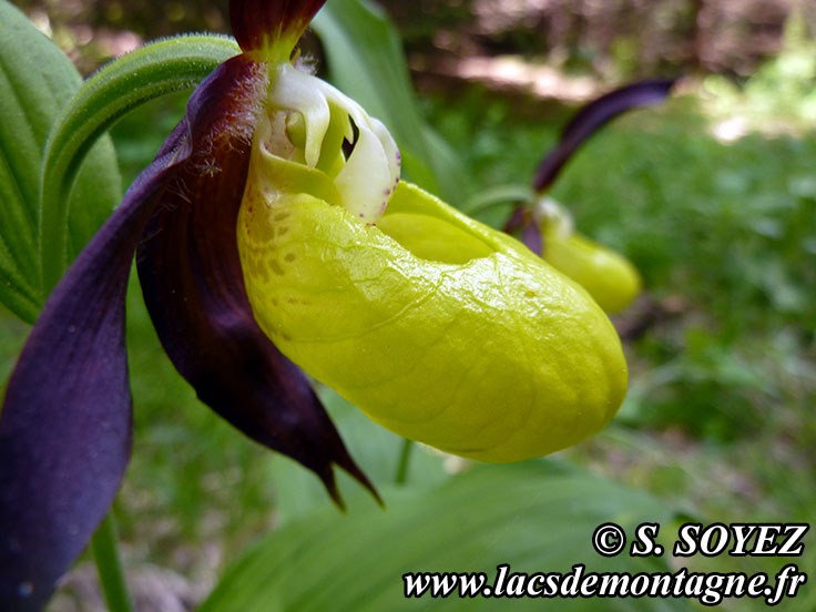 Photo nP1020618
Sabot de Vnus (Cypripedium calceolus)
Clich Serge SOYEZ
Copyright Reproduction interdite sans autorisation