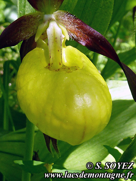 Photo nP1020622
Sabot de Vnus (Cypripedium calceolus)
Clich Serge SOYEZ
Copyright Reproduction interdite sans autorisation