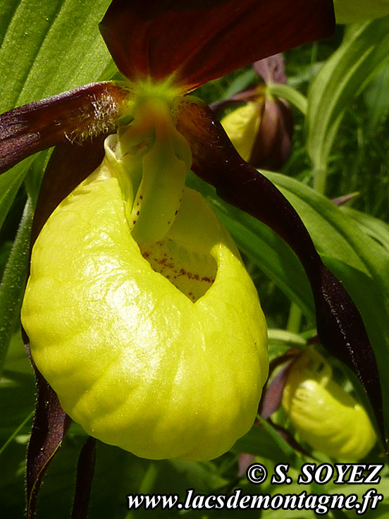 Photo nP1020627
Sabot de Vnus (Cypripedium calceolus)
Clich Serge SOYEZ
Copyright Reproduction interdite sans autorisation