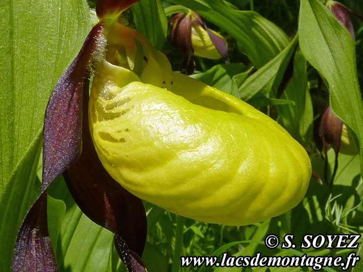 Photo nP1020628
Sabot de Vnus (Cypripedium calceolus)
Clich Serge SOYEZ
Copyright Reproduction interdite sans autorisation