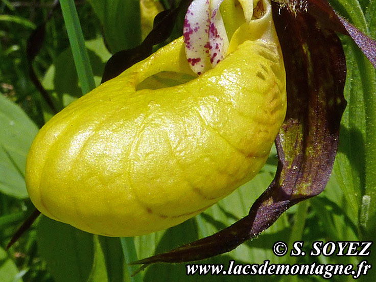 Photo nP1020629
Sabot de Vnus (Cypripedium calceolus)
Clich Serge SOYEZ
Copyright Reproduction interdite sans autorisation