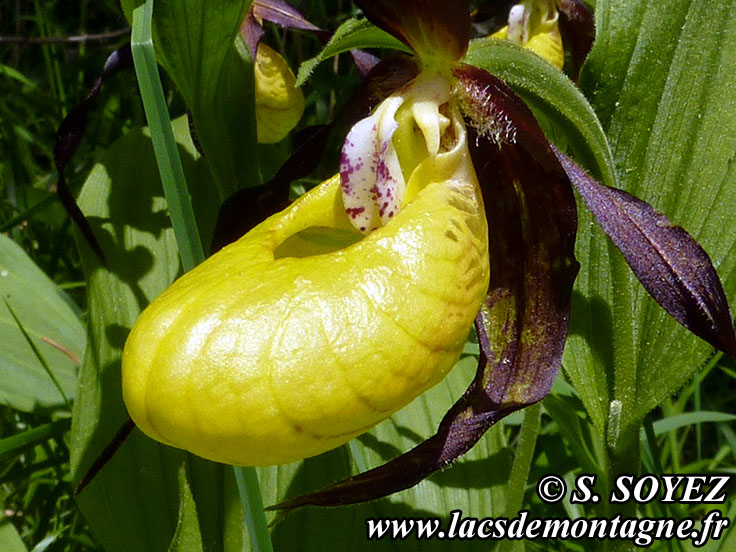 Photo nP1020630
Sabot de Vnus (Cypripedium calceolus)
Clich Serge SOYEZ
Copyright Reproduction interdite sans autorisation