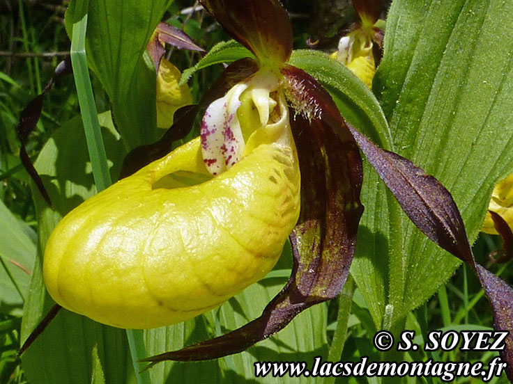 Photo nP1020631
Sabot de Vnus (Cypripedium calceolus)
Clich Serge SOYEZ
Copyright Reproduction interdite sans autorisation