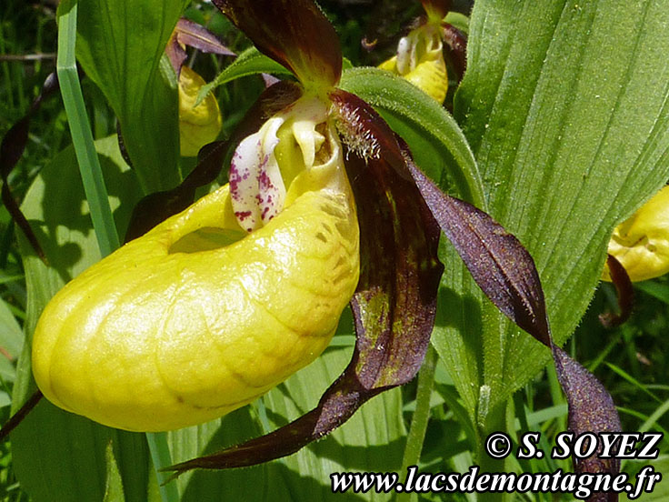 Photo nP1020632
Sabot de Vnus (Cypripedium calceolus)
Clich Serge SOYEZ
Copyright Reproduction interdite sans autorisation