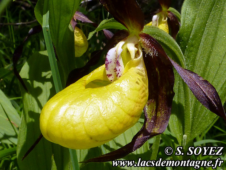 Photo nP1020633
Sabot de Vnus (Cypripedium calceolus)
Clich Serge SOYEZ
Copyright Reproduction interdite sans autorisation